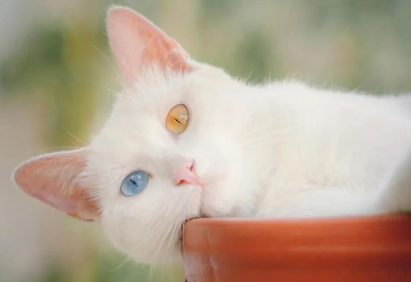 朋友圈夸猫可爱的句子文案