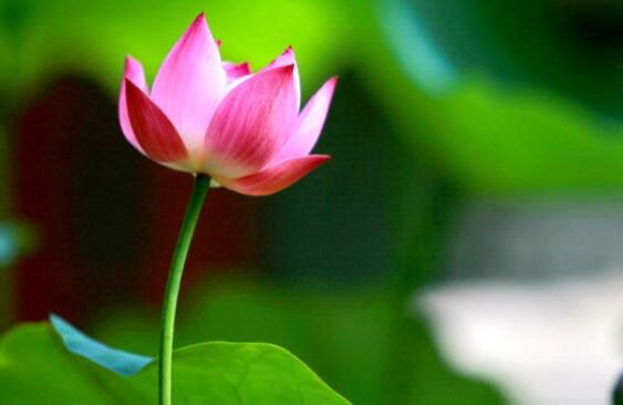 描写颜色的句子文案四年级