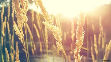 适合中午发的语录文案