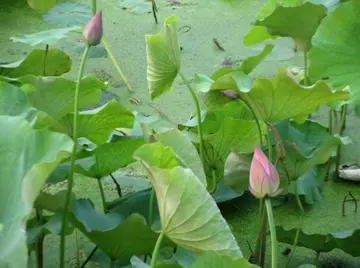 关于六月的诗词