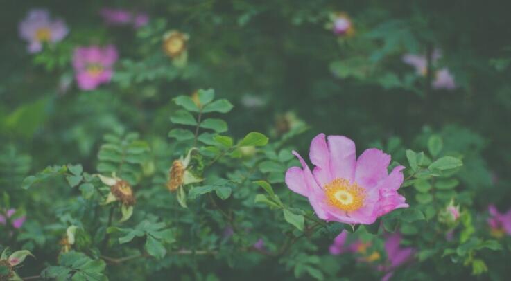 好词好句文案六年级摘抄