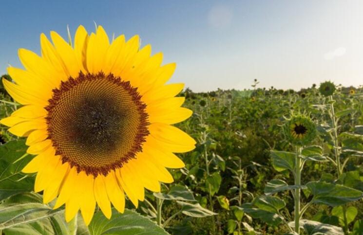 努力加油正能量的句子文案