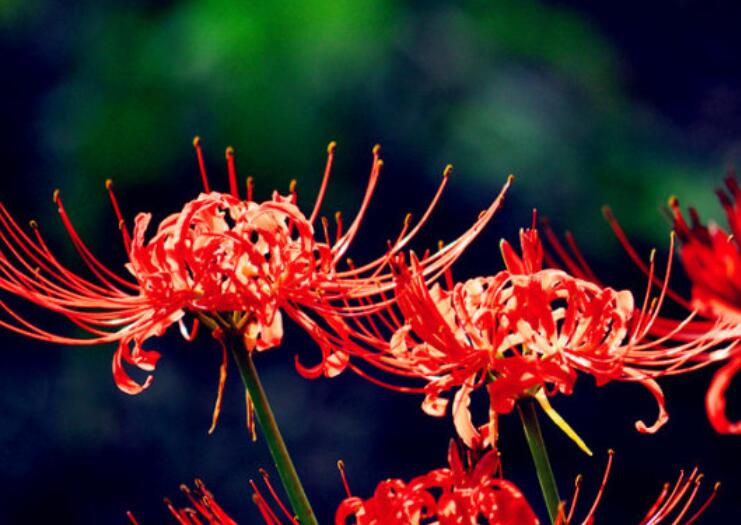 彼岸的唯美句子文案