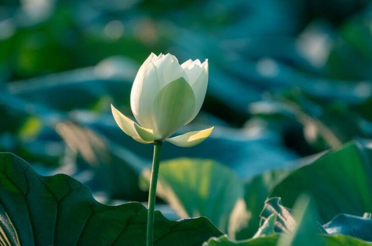 湖水倒影的诗句文案