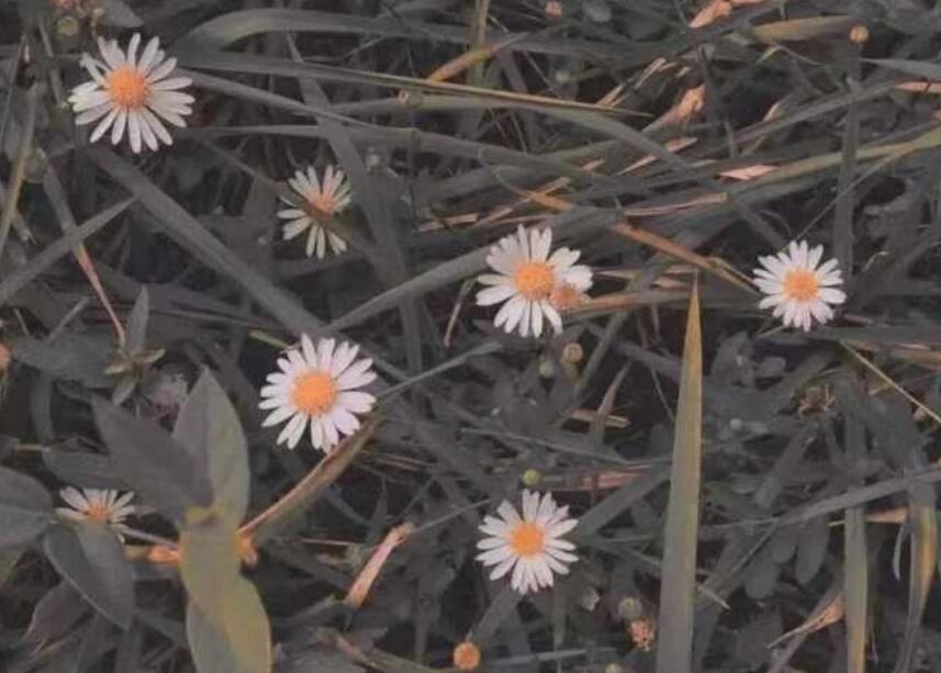 浪漫与现实的经典语录文案