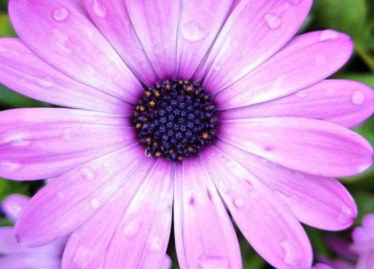 女人看花的心情说说文案