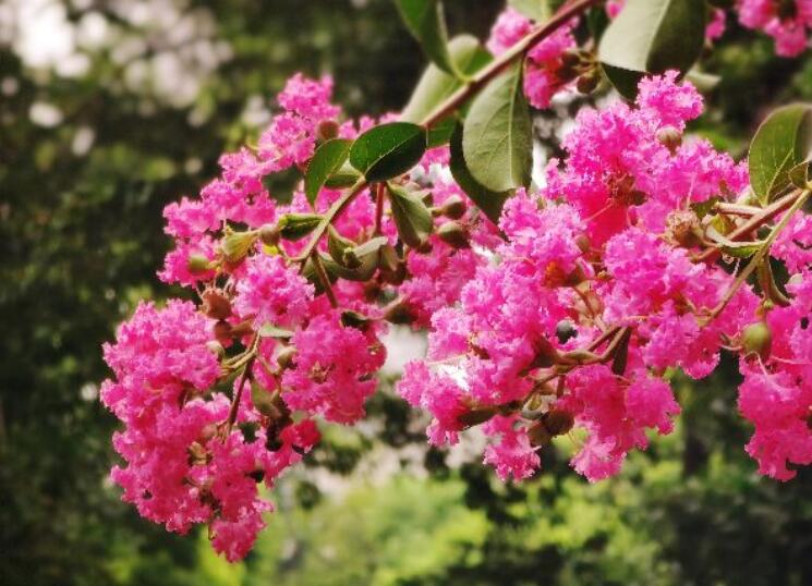 清晨的天气微凉的句子文案