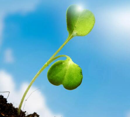 每日早安正能量短句早安图片