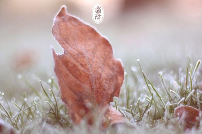 赞美霜降的诗句文案古诗