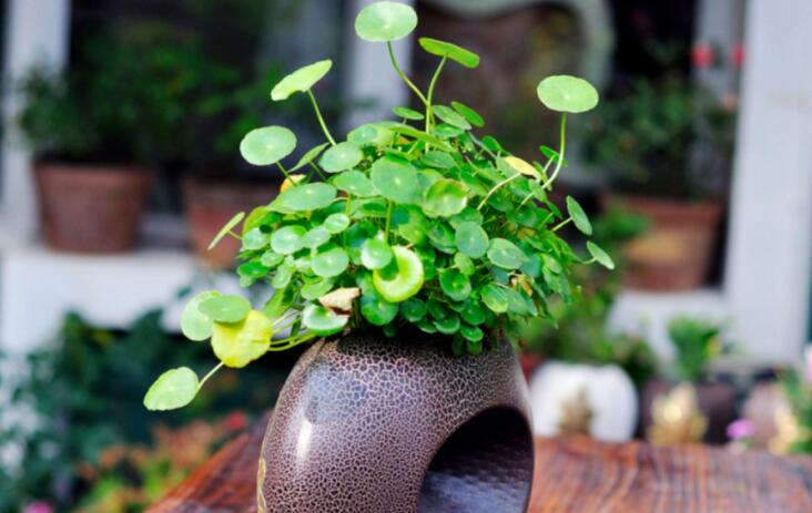 赞美七月的诗词