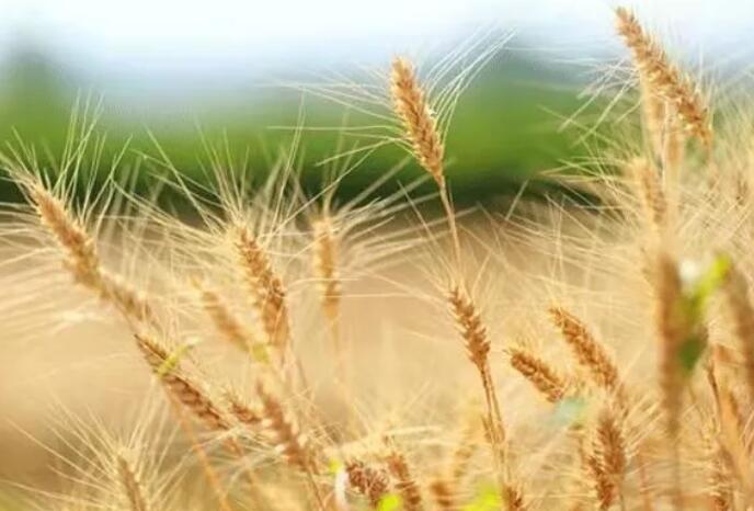 对芒种的诗意描述