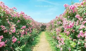 描写8月盛夏的句子文案