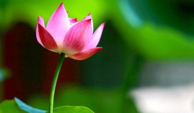 四年级颜色的句子文案十字左右