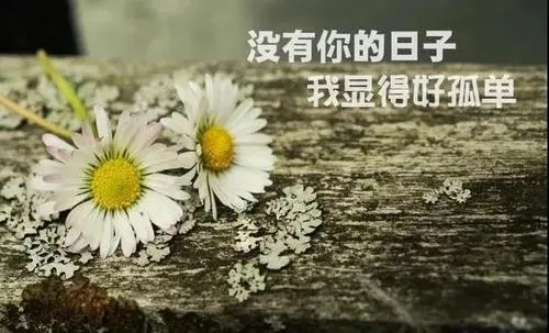 花与生活的经典语录文案