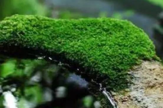 关于雨水节气的古诗四句