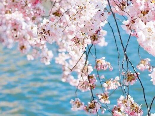 春天早晨问候语