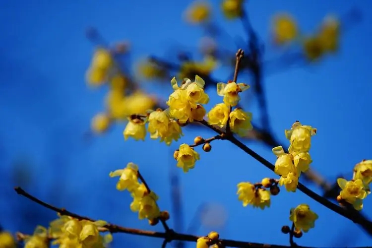 描写腊梅的优美句子文案