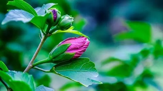 关于夏至的古诗有哪些