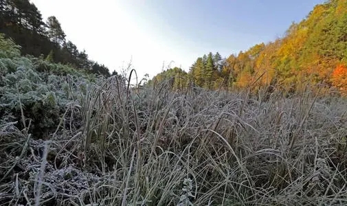 霜组词造句子文案