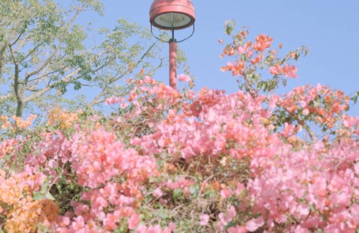 关于春节的短句