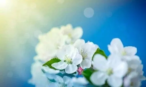 宽容的优美句子文案