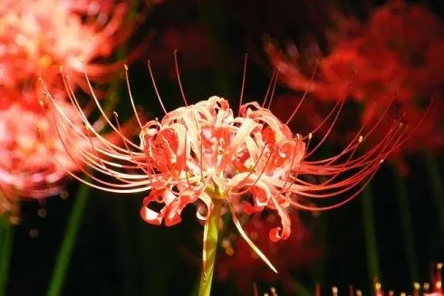 描写彼岸的句子文案