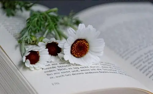 形容正能量的句子文案摘抄