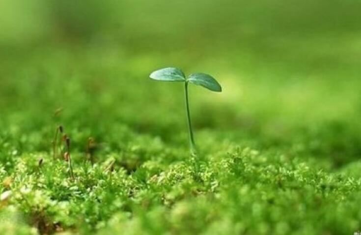 春天的好词好句文案摘抄二年级