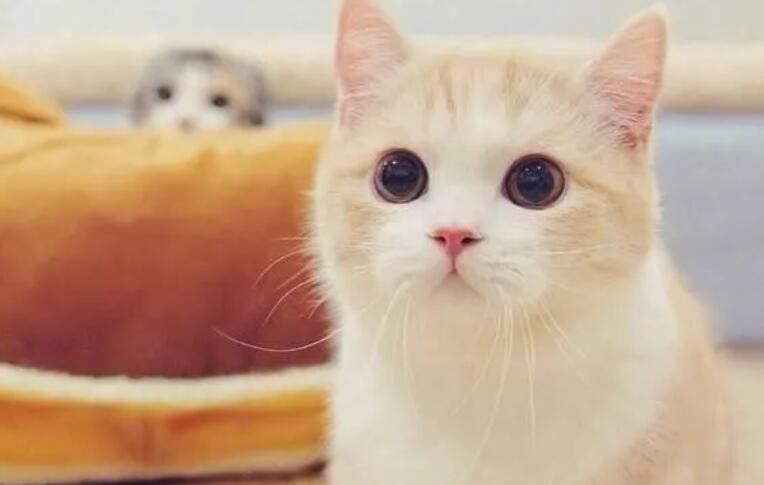 开心一笑的幽默说说文案