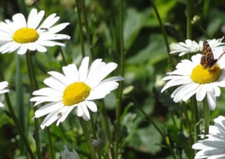 爱情悲伤的句子文案说说心情