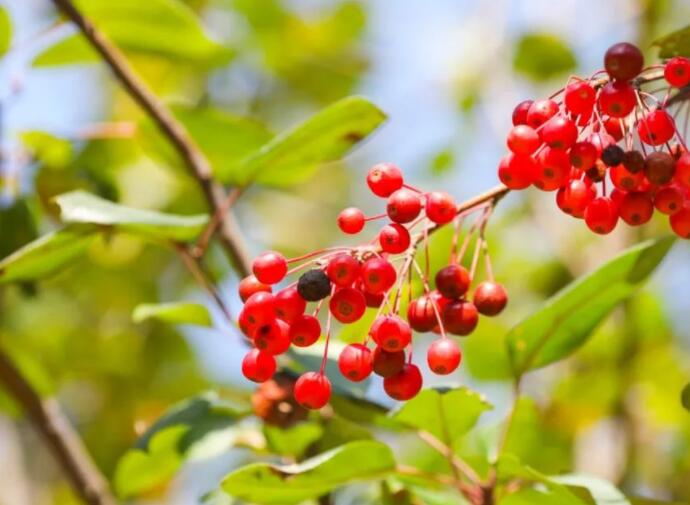 表达离不开对方的诗词