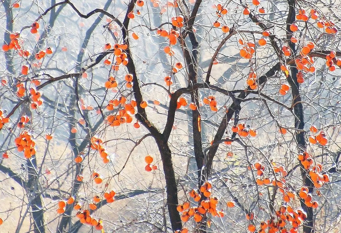 描写初冬的唯美句子文案