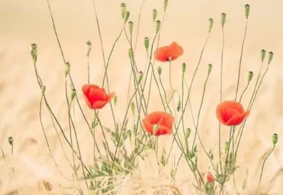 古风表达情感的句子文案说说心情