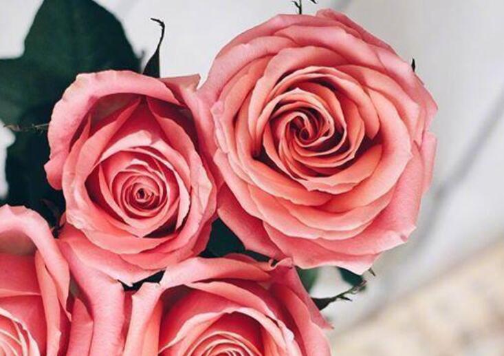 对同事们的祝福语