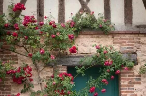 张爱玲所说的名言警句