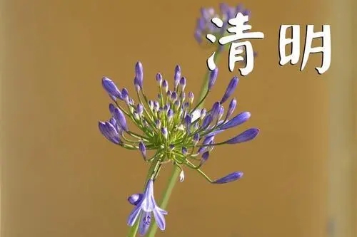 清明节对父母的思念寄语