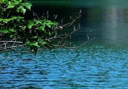 生活像鱼一样自由说说文案