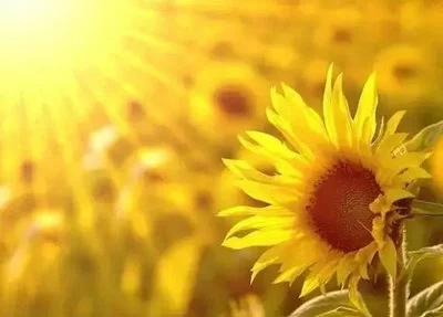 早上心情好充满阳光的句子文案