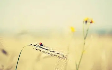 五一不放假励志说说文案