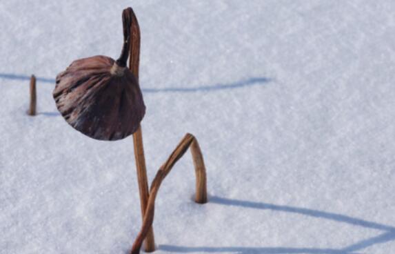 佛经中最唯美的句子文案