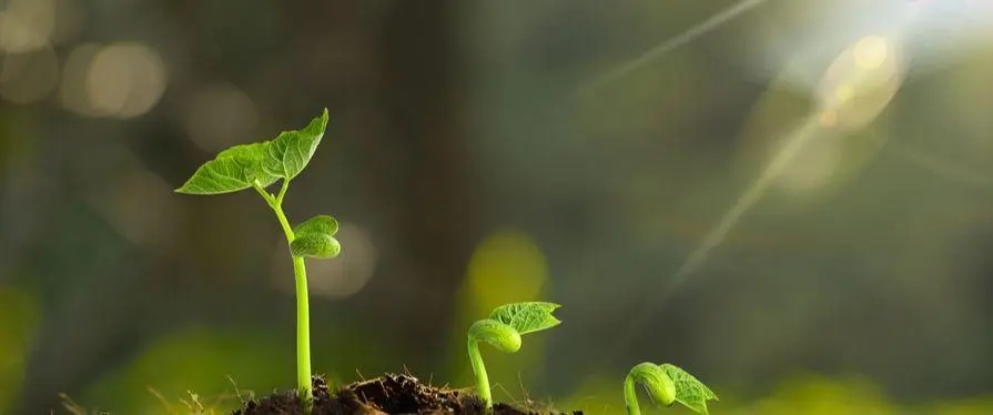 生命教育的感悟