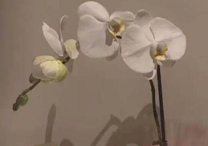 经典美句摘抄短句赏析