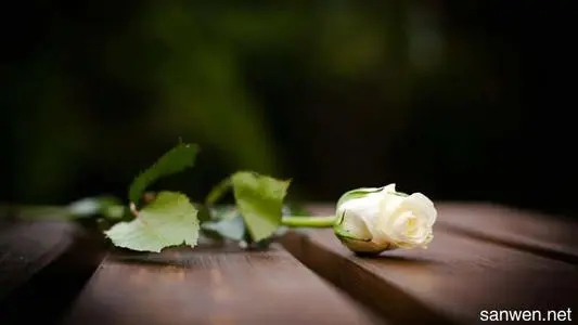 感悟生命心语的句子文案大全