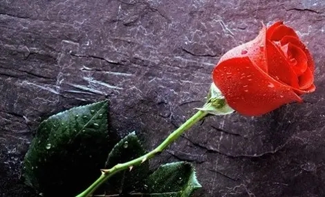 玫瑰爱情唯美句子文案