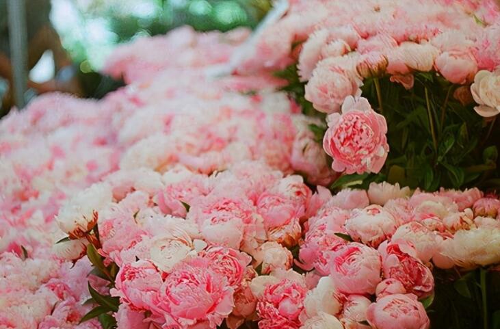 关于有人生道理的句子文案