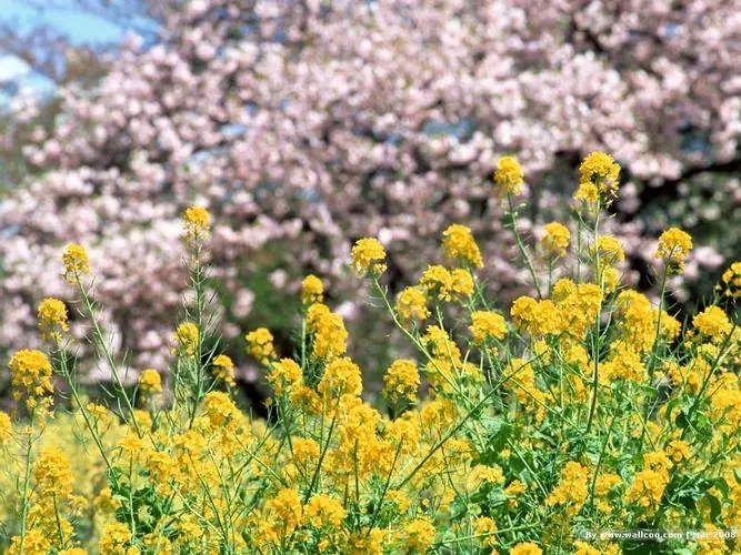 描写春天景色的句子文案