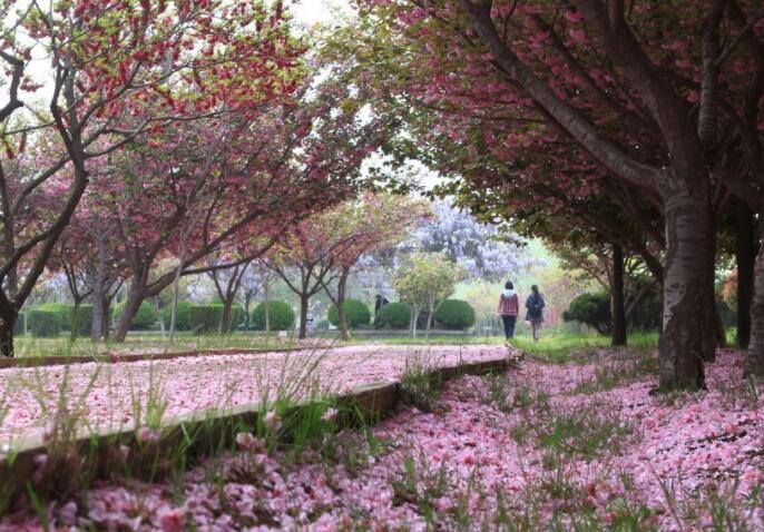 今天寒食节的说说文案