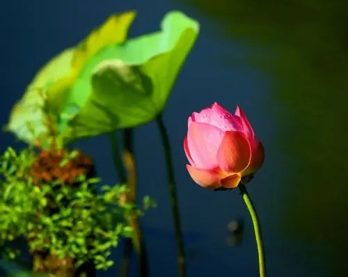 描写荷花的句子文案