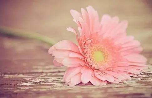 关于花的句子文案