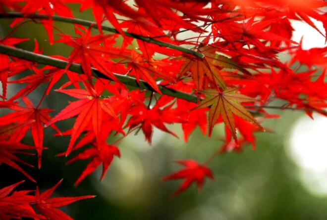 描写立秋诗句文案诗词